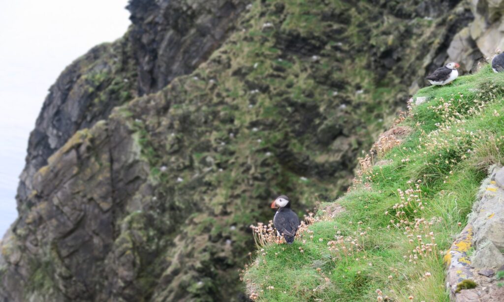 Écosse road trip famille oiseaux nature